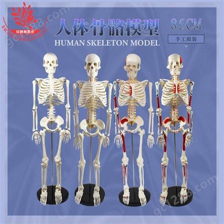 85cm人体骨骼四种85cm人体骨骼合集便于您选择参考与对比