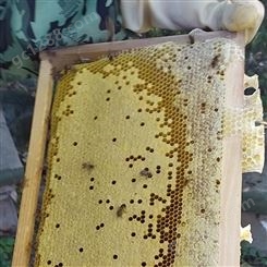 蜂群出售成都蜜蜂本地 成都养蜂送到家 成都市免费送货上门(专车配送)