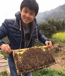 蜂群出售-蜜蜂出售-土蜜蜂出售-中蜂活体出售-蜜蜂供应