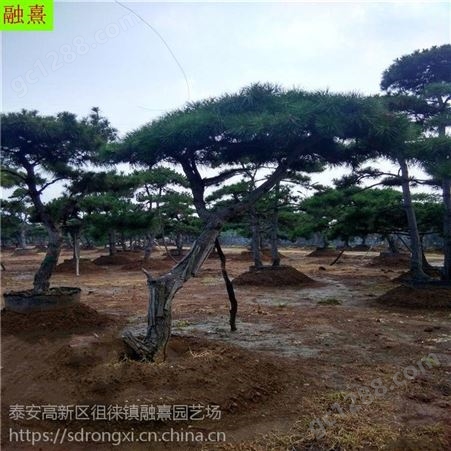 常年出售造型景松 造型 寿命长2米2.5米高泰山景松树