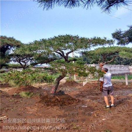 常年出售造型景松 造型 寿命长2米2.5米高泰山景松树
