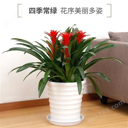 江岸办公室绿植租赁-办公室植物租赁-花卉植物租摆-润泽蔚来