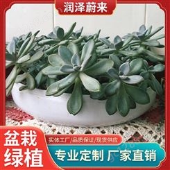 武汉盆栽价格-常见盆栽-花草植物盆栽-润泽蔚来