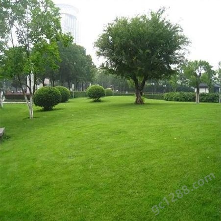 武汉边坡绿化公司 园林景观绿化 绿化工程苗木 润泽蔚来 b000370