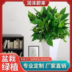 武汉室内绿植租赁-花卉出租-植物租赁-润泽蔚来
