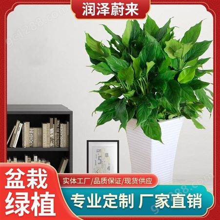 武汉室内绿植租赁-花卉出租-植物租赁-润泽蔚来
